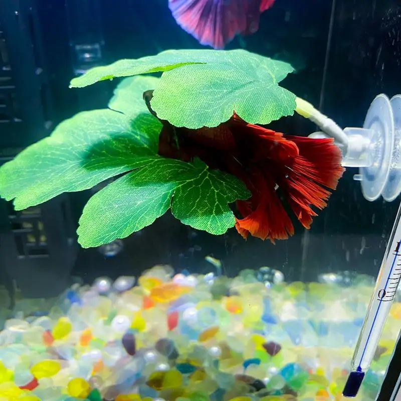 Planted Aquarium Betta - 베타 물고기 잎 모양 해먹 수족관