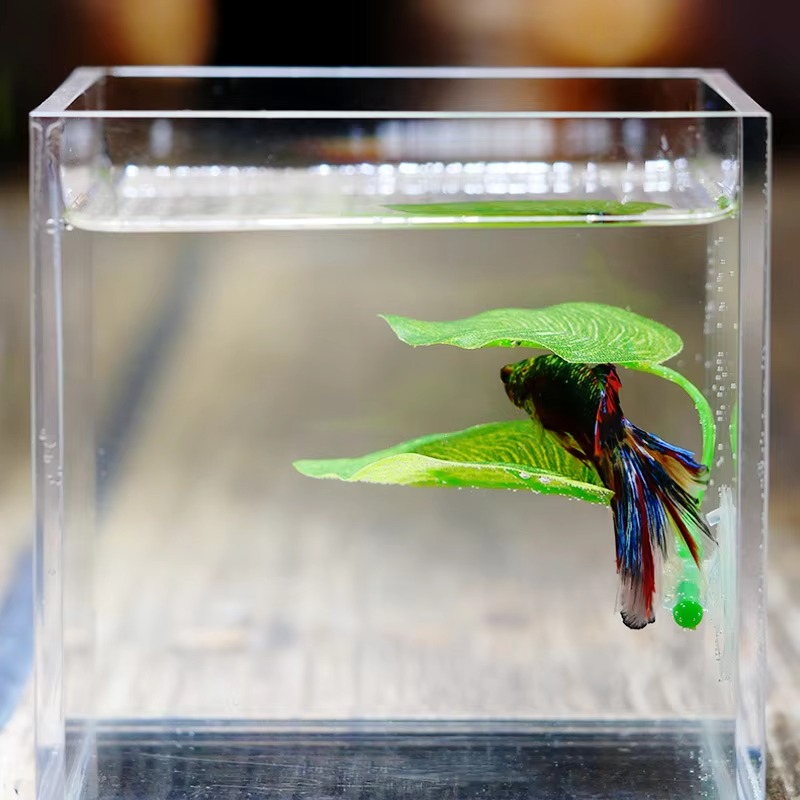 Planted Aquarium Betta - 베타 물고기 휴식 수족관 잎 식물