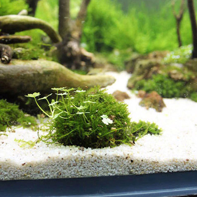 1pc 수생 애완 동물 용품 장식 수족관 이끼 공 자바 - Planted Aquarium Models 리뷰 및 가격