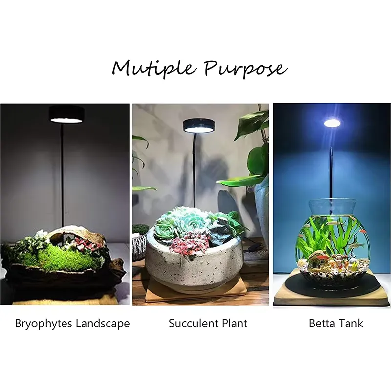 수족관 나노 탱크 베타 물고기 탱크 화분 식물 다육 식 - Planted Aquarium Betta 리뷰 및 가격