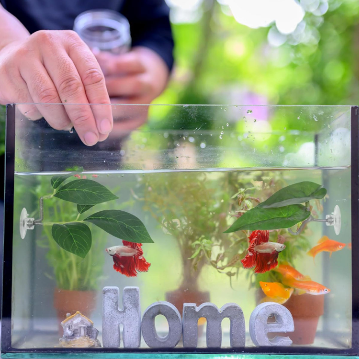 1 PC 베타 물고기 해먹 부드러운 수족관 장식 플라스 - Planted Aquarium Betta 리뷰 및 가격
