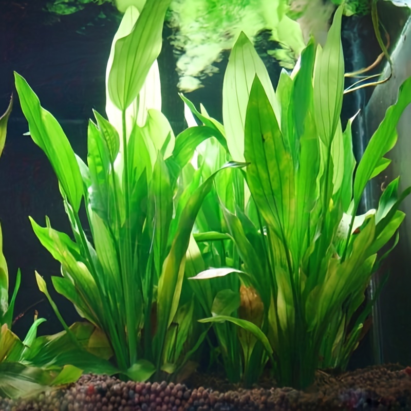 10pcs 인공 수생 식물 현실적인 수중 숲 장식 수족 - Non Planted Aquarium Fish 리뷰 및 가격