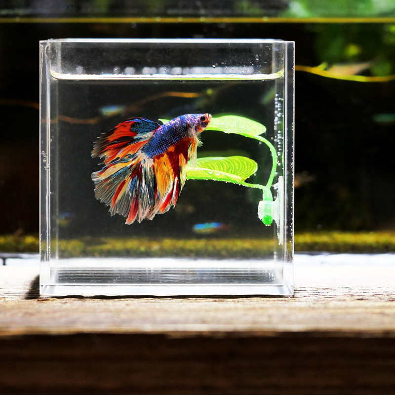 베타 물고기 휴식 수족관 잎 식물 장식 낳기용 장식 식 - Planted Aquarium Betta 리뷰 및 가격
