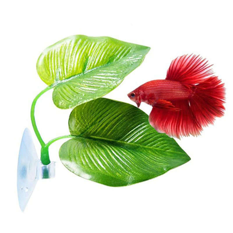 베타 물고기 휴식 수족관 잎 식물 장식 낳기용 장식 식 - Planted Aquarium Betta 리뷰 및 가격