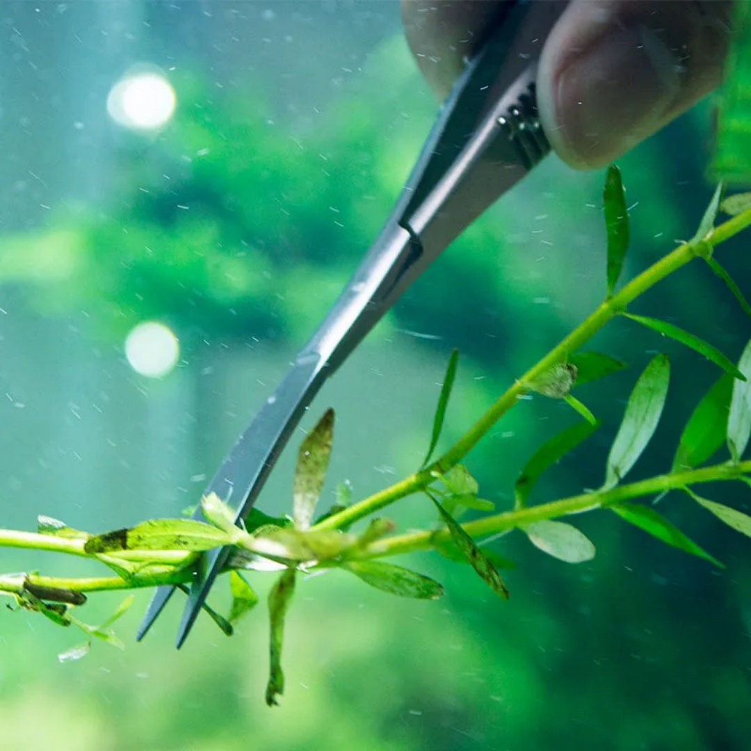 곡선 스트레이트 스프링 가위 수족관 Aquascapin - Aquarium Plant Utensils 리뷰 및 가격