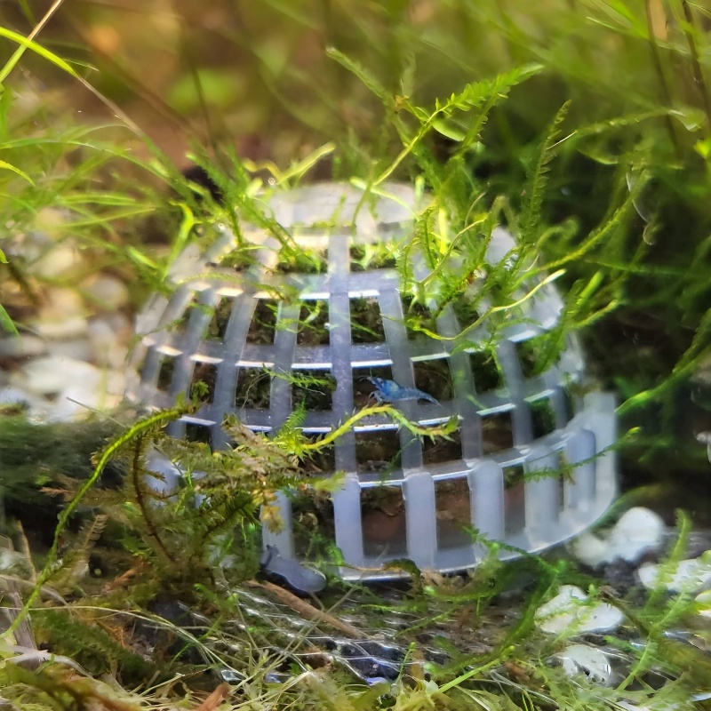 2pc 수족관 이끼 공 홀더, 물고기 탱크 DIY 이끼 - Planted Aquarium Models 리뷰 및 가격