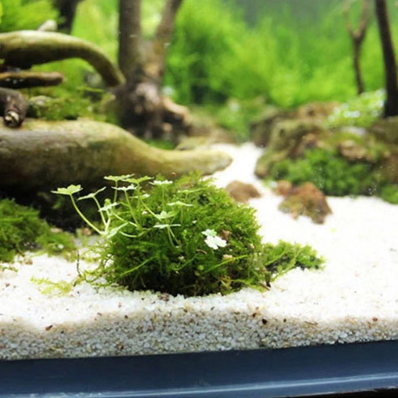 2pc 수족관 이끼 공 홀더, 물고기 탱크 DIY 이끼 - Planted Aquarium Models 리뷰 및 가격