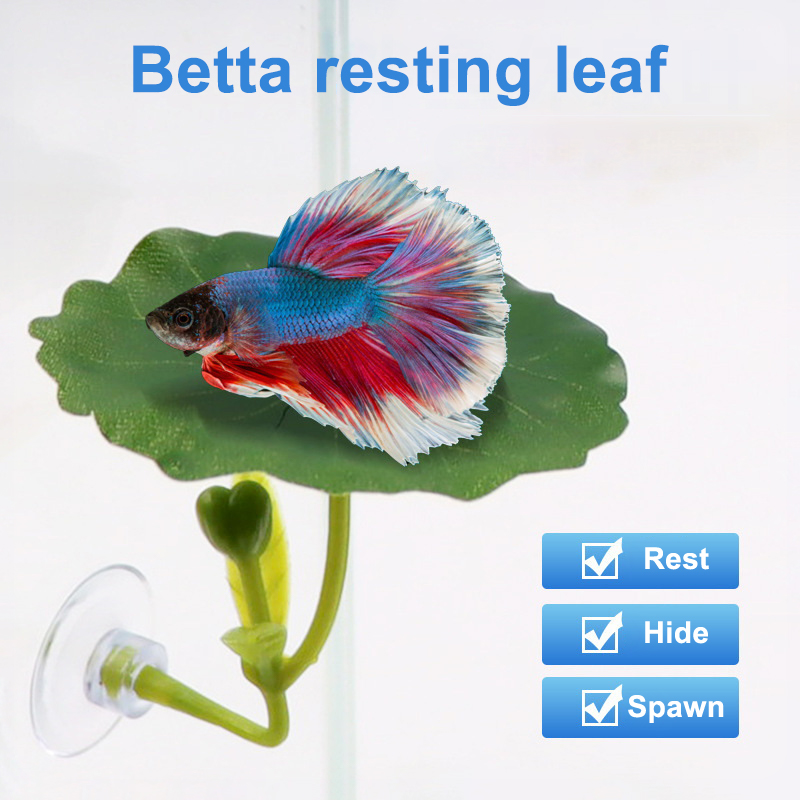 베타 물고기용 스트레스 감소 장치, 수족관 안전 장식품 - Planted Aquarium Betta 리뷰 및 가격